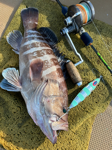 マハタの釣果