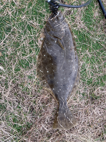 ヒラメの釣果