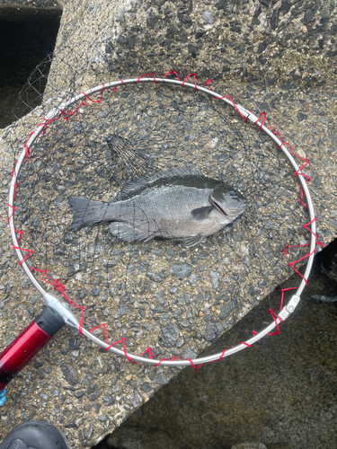 メジナの釣果