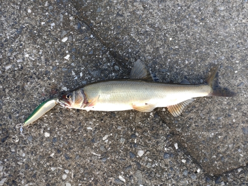 アユの釣果