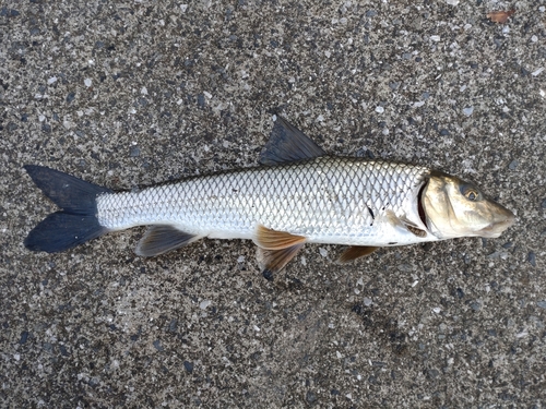 ニゴイの釣果