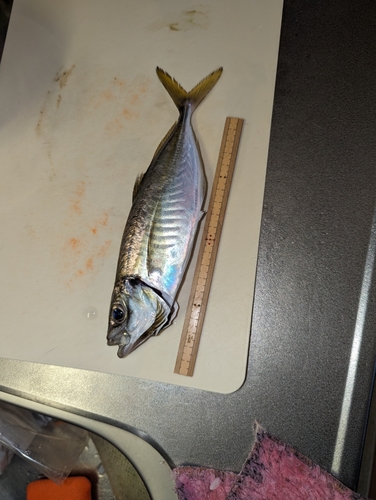 釣果