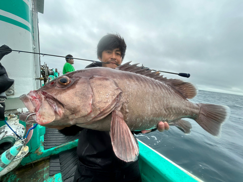 マハタの釣果