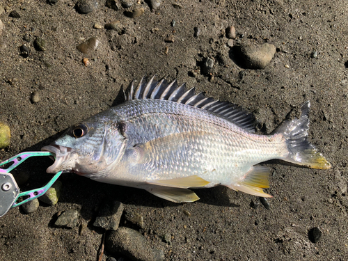 キビレの釣果