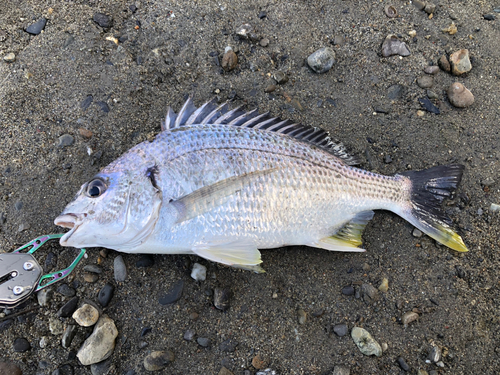 キビレの釣果