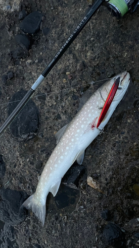 アメマスの釣果