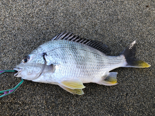 キビレの釣果