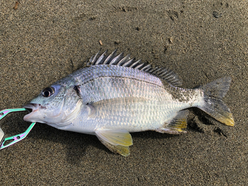 キビレの釣果