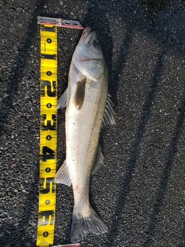 スズキの釣果