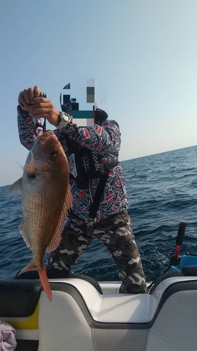 タイの釣果