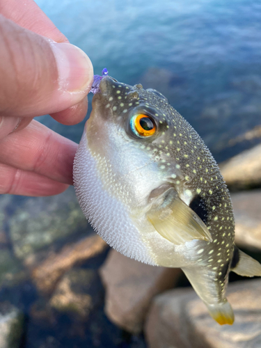 クサフグの釣果