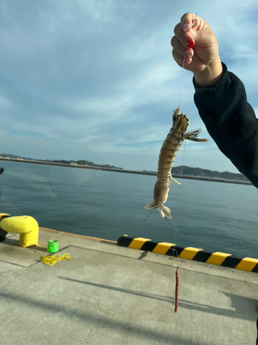 シャコの釣果