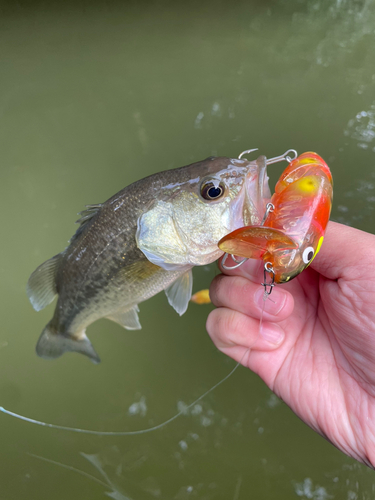 ブラックバスの釣果