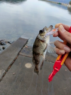 クロメバルの釣果