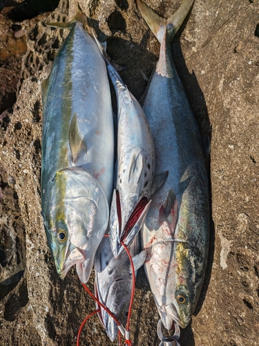 ヤイトの釣果