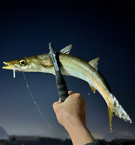 カマスの釣果