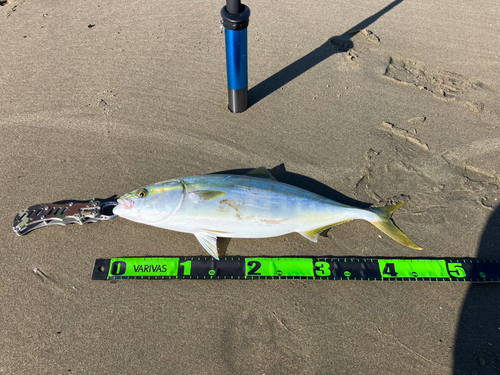 イナダの釣果