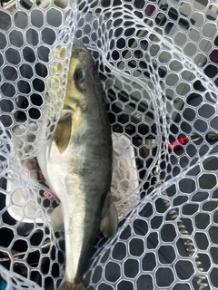 シロサバフグの釣果