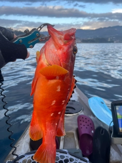 アカハタの釣果