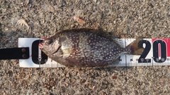 アイゴの釣果