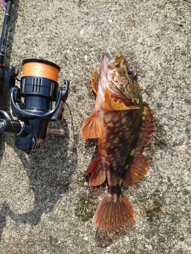 カサゴの釣果
