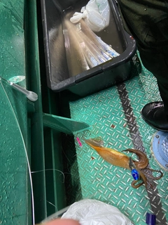 スルメイカの釣果