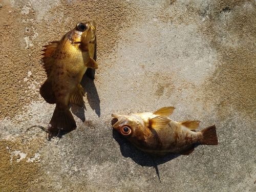 アカメバルの釣果
