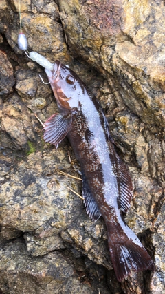 アイナメの釣果