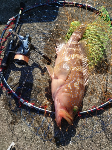 キジハタの釣果