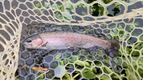 ニジマスの釣果