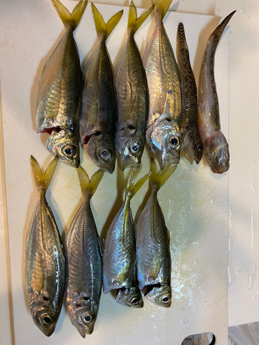 アジの釣果