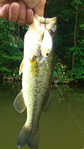 ブラックバスの釣果