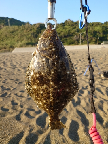 ヒラメの釣果