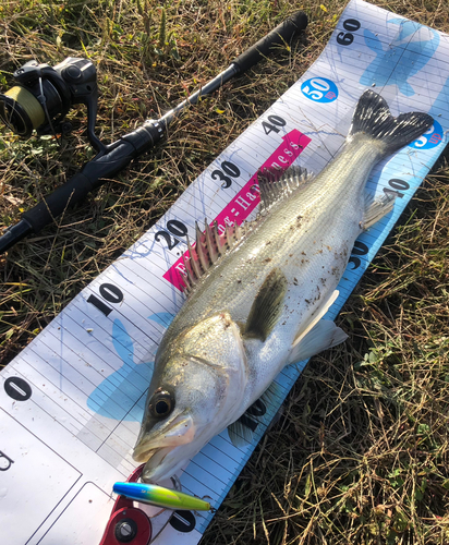 シーバスの釣果