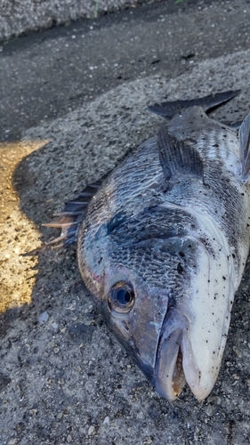 チヌの釣果