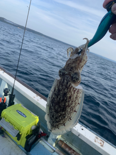 コウイカの釣果