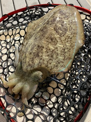 モンゴウイカの釣果
