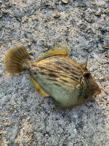 カワハギの釣果