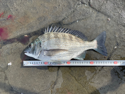 クロダイの釣果