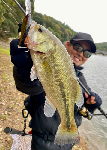 ブラックバスの釣果