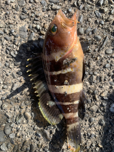 アオハタの釣果