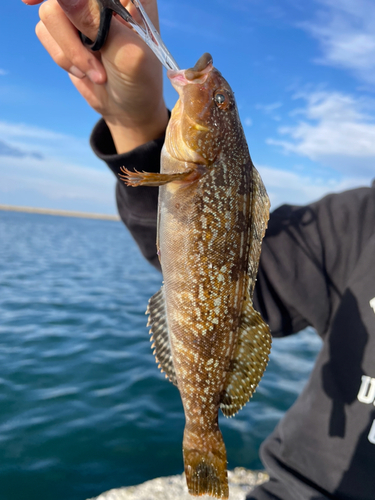 アイナメの釣果