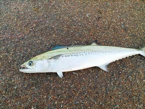 サゴシの釣果