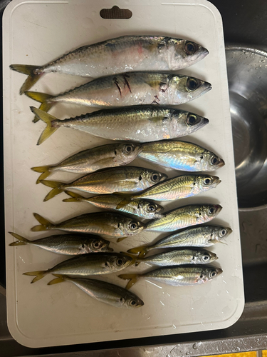 アジの釣果