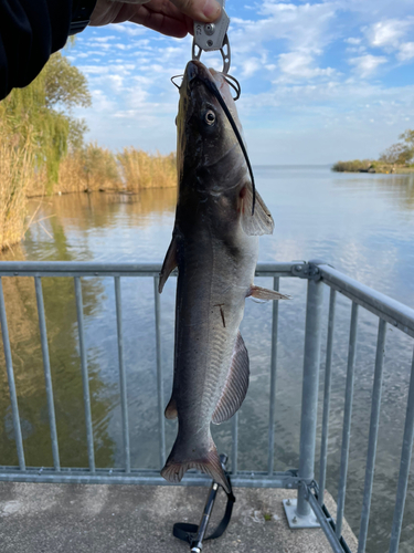 アメリカナマズの釣果