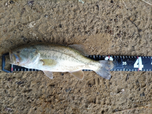 ラージマウスバスの釣果