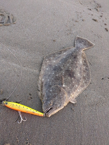 ヒラメの釣果