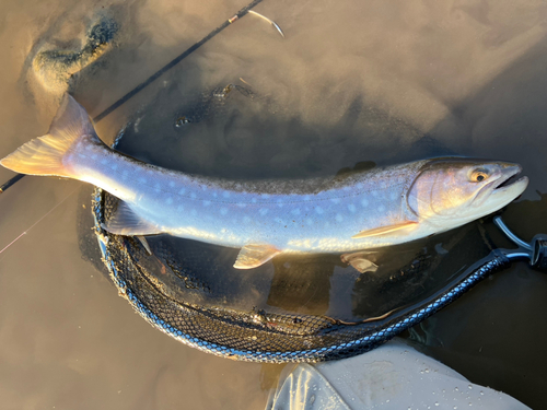 アメマスの釣果