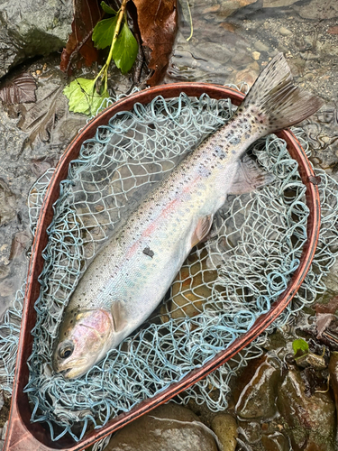 ニジマスの釣果