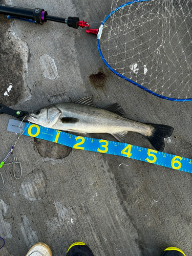 シーバスの釣果